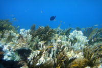 Oceans Absorbed 40 Times the World's Energy Use in 2025 as 84% of Coral Reefs Hit Bleaching Heat