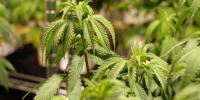 Mo. files new proposed regulations for cannabis business ownership, product recalls