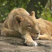 Indianapolis Zoo euthanizes 20-year-old lion, Zuri, after health decline
