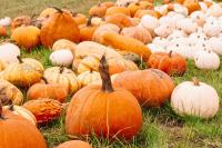 University of Kentucky Grows 9 Jack O’ Lantern Varieties