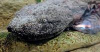 Kentucky Fish and Wildlife releases juvenile hellbenders back into the wild