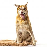 Nevada Humane Society, Carson City’s Pet of the Week: Luke
