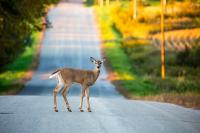 State Farm data shows fewer animal collisions