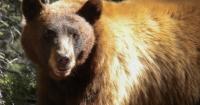 Particularly rough year for bears’; New Mexico sees record-setting year for bear killings