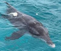 Dolphin entangled in net seriously injured