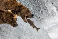 Nepobaby wins Alaska’s Fat Bear contest