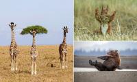 A coiffured giraffe, a surrendering squirrel and a fitness-loving bear among this year's Comedy Wildlife photo award finalists