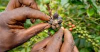Climate resilient coffee varieties helping Kenyan farmers to protect UK brews