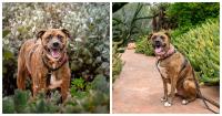 Paws n the City: October is all about pets and wildlife for Pasadena Humane
