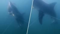Fast food: Watch a great white shark snatch a fish from a line off Cape Cod
