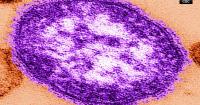 Measles Outbreak in Pennsylvania Highlights Vaccine Skepticism and Public Health Trust