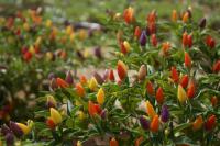 Easy Bee Farm experiments with heirloom seeds and sunken beds during drought