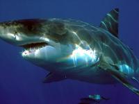 Government ‘kill’ order issued after the death of an Australian man by great white shark