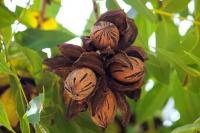 New Mexico pecans threatened