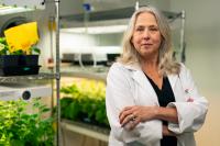 AgriLife Research develops nation’s first tomato spotted wilt virus clone