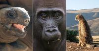 Nat Geo’s ‘Africa’ Doc Features Six World’s Firsts and Required 300 Days of Filming In 33 Countries