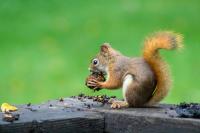 Fewer acorns could mean more deer sightings for West Virginia hunters this fall