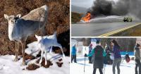 AROUND ALASKA: Albino Caribou, Emergency Training, and Frost Fest!