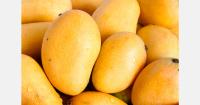 Guimaras mangoes shipped to Belgium, Netherlands and Hong Kong