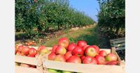 Polish apples exported to Spain at US$0.46–0.48 per kg
