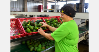Brazilian avocado prices fall in May due to pressure from Peruvian supply