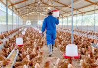 Six Heavy Metals Found in Chicken and Eggs From Cameroon Poultry Farms