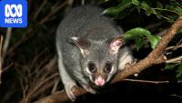 How to protect your garden and live in harmony with possums