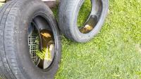 Florida county waives tire disposal fees to curb mosquito breeding and dengue risk