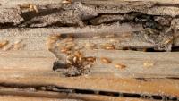 California buyer waived inspection, then found termite damage left house 'barely standing'