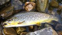 Montana approves nearly $581,000 for 14 fisheries improvement projects