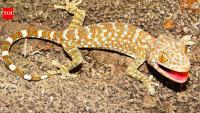 Tokay gecko: Meet the large blue-grey reptile known for its powerful bite and loud ‘tokay’ call