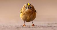 Angry bird, cowardly lion: Funny finalists at Comedy Wildlife photography award