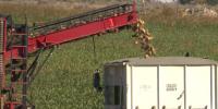Idaho sugar beet harvest begins amid tough growing season