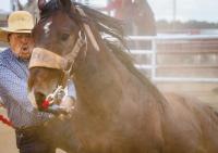 Wild horse race set for Saturday night