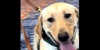 Meet Olaf and Mufasa: The newest four-legged protectors of Las Vegas tourism