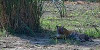 Bengal’s Buxa Tiger Reserve gets its first resident tigress. Relocated from Bihar