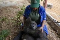 Rescued gorilla Bili arrives at Republic of the Congo sanctuary