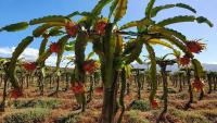 Regulatory barriers and capital costs stall SA dragon fruit growth