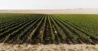Ancient Negev wine was a global hit. Can Israeli winemakers - and scientists - bring it back?