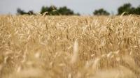 Agricultural breakthrough: Tajikistan’s grain production surges with record harvest