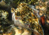 Palau’s CITES obligations put giant clam exports in focus