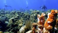 The women counting Roatán’s Reef