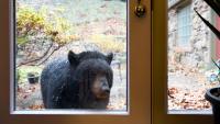 Emergency rule targets bear feeding in Buncombe County The North Carolina Wildlife Resources Commission (NCWRC) approved an emergency rule to prevent black bear interactions in Buncombe County at a meeting Thursday.