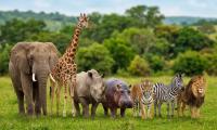 National Wildlife Week 2026: Dates, Significance, History And Ways To Protect Wildlife