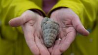 Ancient sea fossil, Hittite-era seed found at Ankara excavation