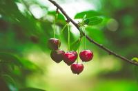 South African cherry production continues to rise as domestic market gains ground