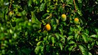 Spanish household mango consumption sees 33 percent rise