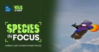 Tourists, Traffic & Pilgrims Are Making the Himalayas Noisier. This Uttarakhand State Bird Is Adapting