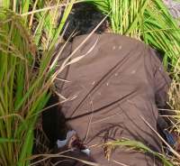 BSF kills two Pakistani intruders in Tarn Taran, thwarts infiltration bid
