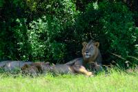 Uganda and NGO to co-manage sector of national park home to tree-climbing lions